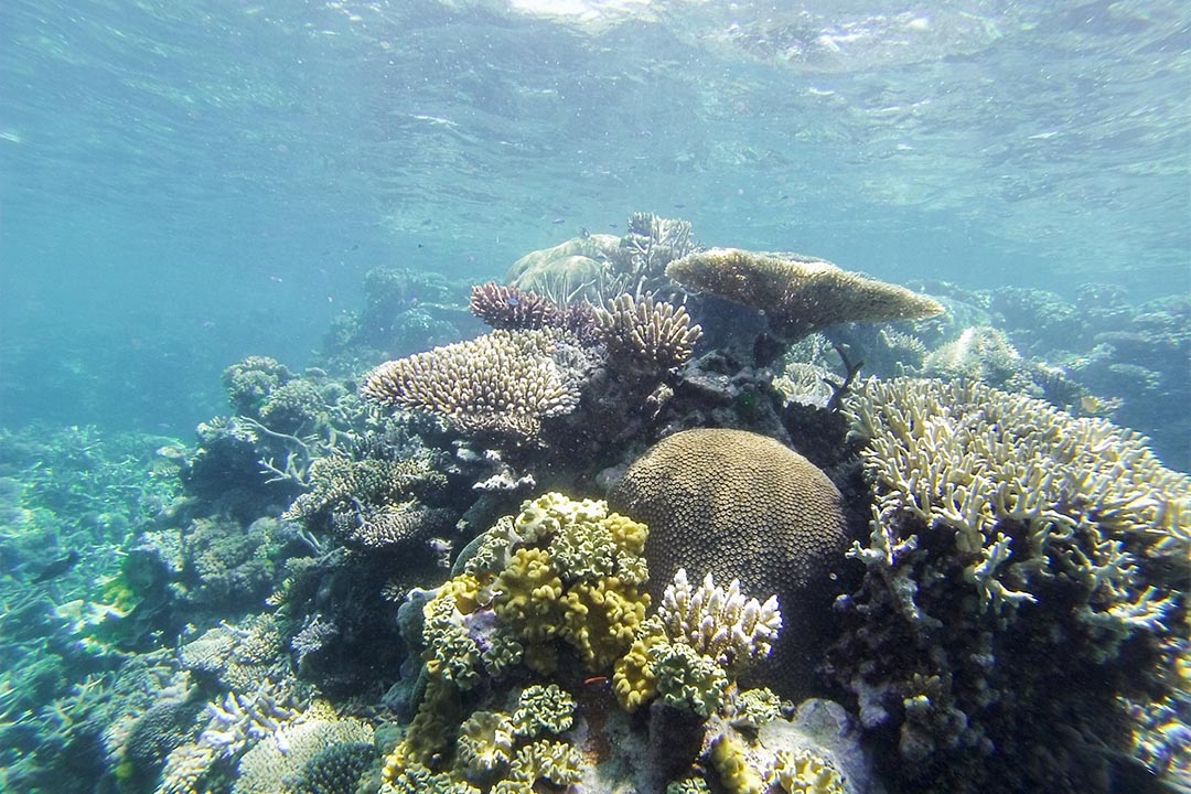 DCIM161GOPRO